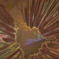 Mushroom Spore