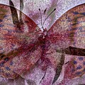 Pink Butterfly